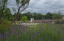 Propriété de charme  proche Le Mans EXCLUSIVITE - 4104373PDOK