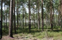 Propriété de chasse de 100 ha Triangle d’Or de la Sologne - 4477113PADR