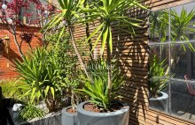 Bordeaux Saint-Victor Maison d&rsquo;architecte  d&rsquo;exception Jardin, Terrasse et Garage - 4478673PPBD