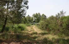 Propriété de chasse de 100 ha Triangle d&rsquo;Or de la Sologne - 447711-3PADR